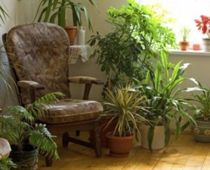 Самые неприхотливые и тенелюбивые комнатные растения названия и фото