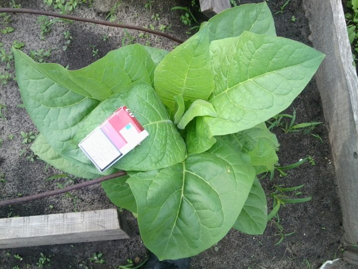 Выращивание табака из семян в домашних условиях и далее на огороде для курения