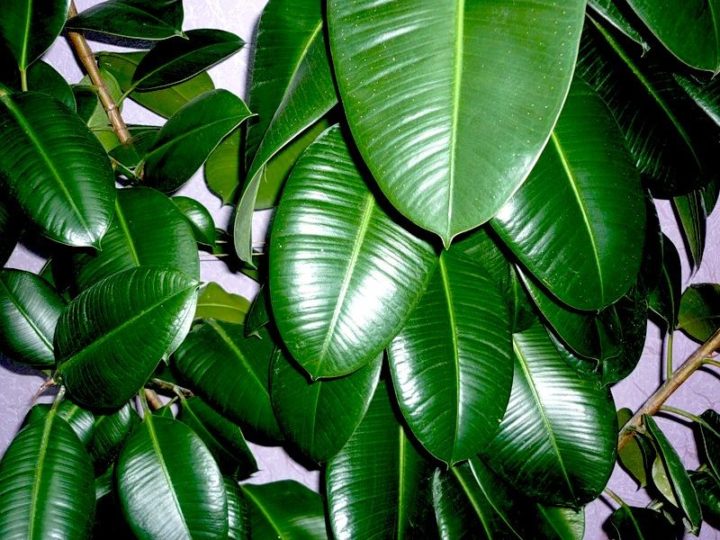 Фикус с бело зелеными листьями название фото