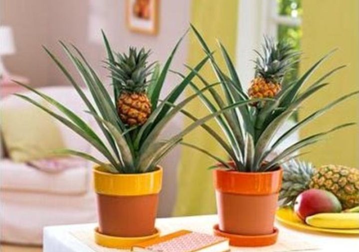 Как вырастить ананас из верхушки в домашних условиях фото пошагово