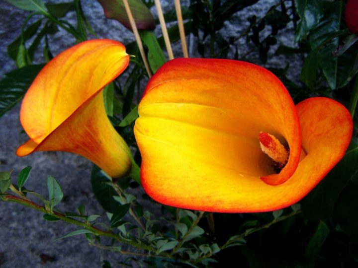 Цветок калла