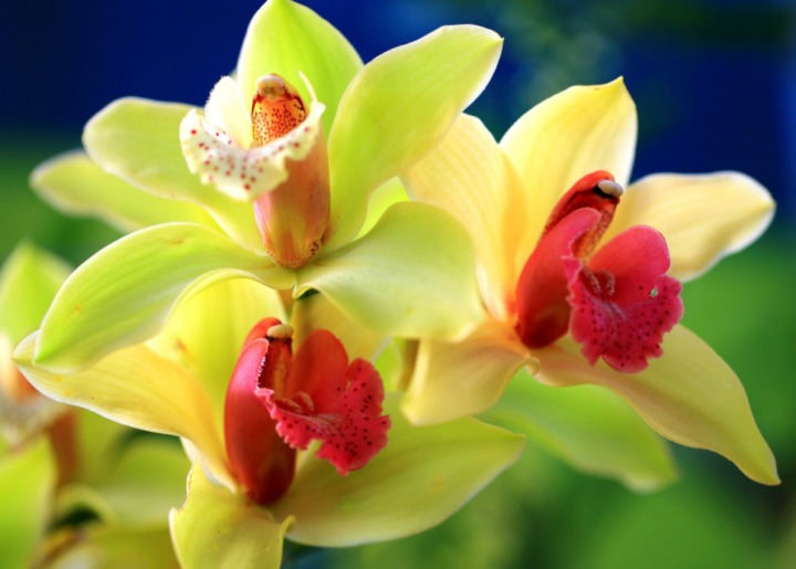 Как развести орхидеи
