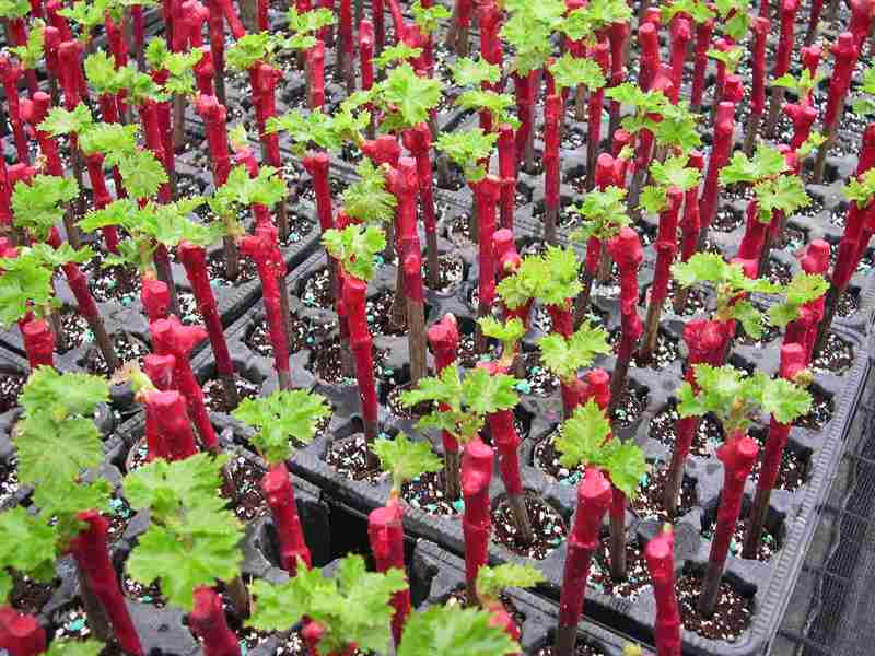 Как размножить виноград черенками в домашних условиях весной осенью