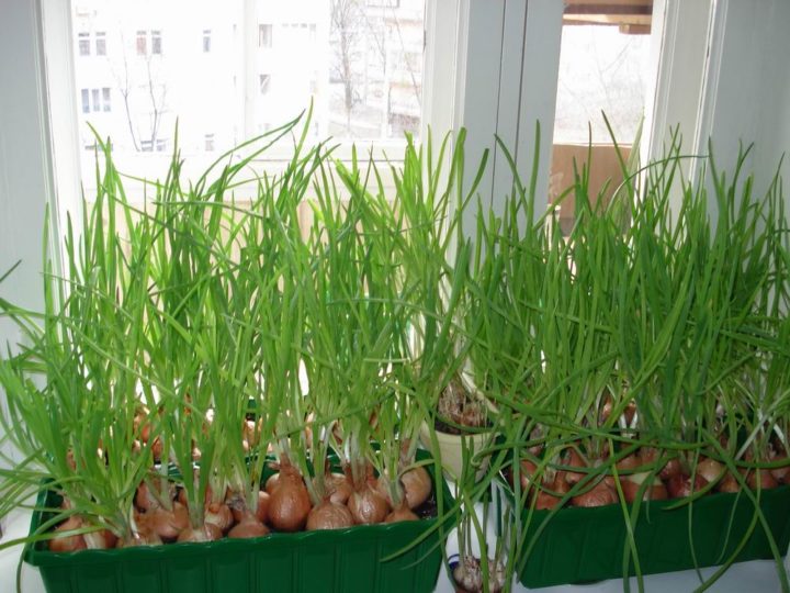 Как правильно выращивать зелень в домашних условиях зимой?