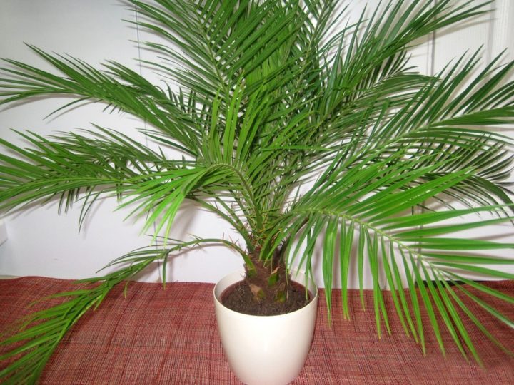Финиковая пальма в домашних условиях как хранить как растет