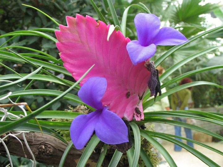 Тилландсия Анита 21 фото уход за цветком в домашних условиях цветение и пересадка цианеи после покупки