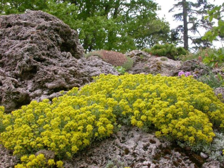 Алиссум в вазонах фото