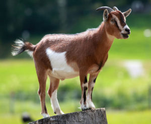 Требования к постройке сарая для фермерских коз