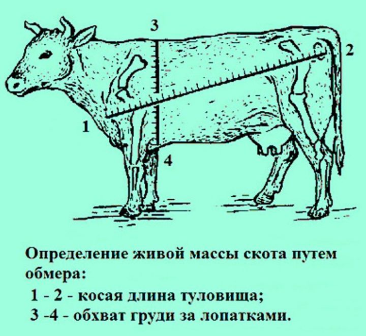 Техніка вимірювання ваги бика з використанням рулетки