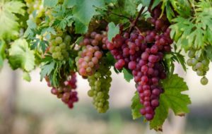 Как правильно выращивать и ухаживать за виноградом?