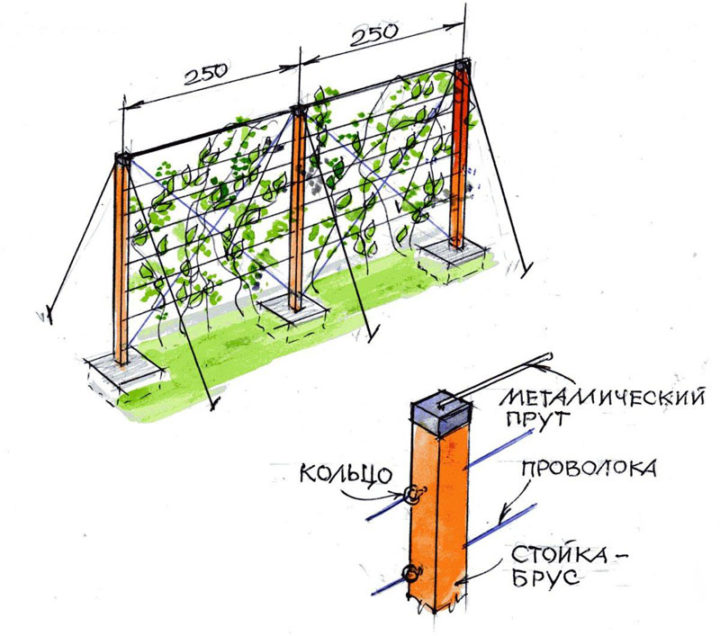 Шпалера для винограда своими руками – фото и чертежи