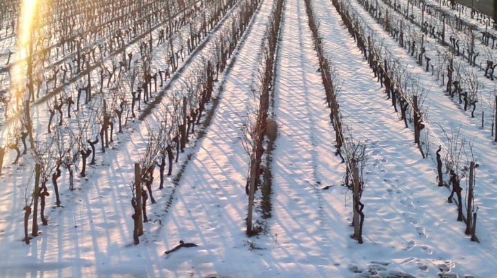 Виноградная лоза зимой